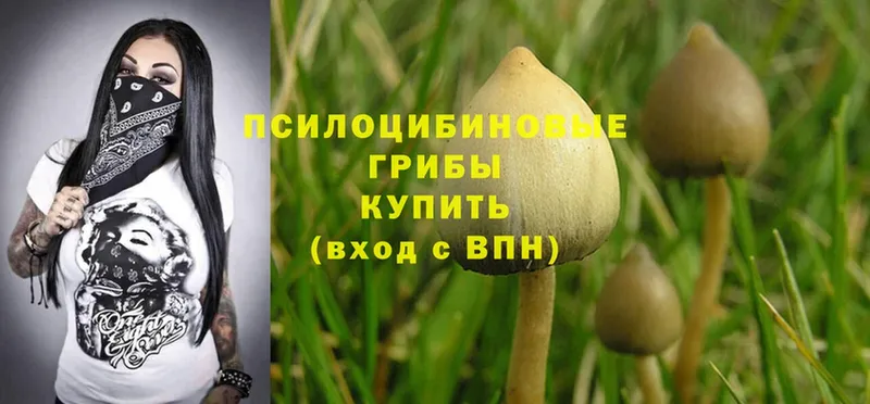 Псилоцибиновые грибы Psilocybine cubensis  Тюмень 